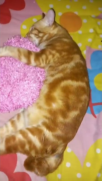 Kucing Tidur Nyenyak Sambil Meluk Bantal