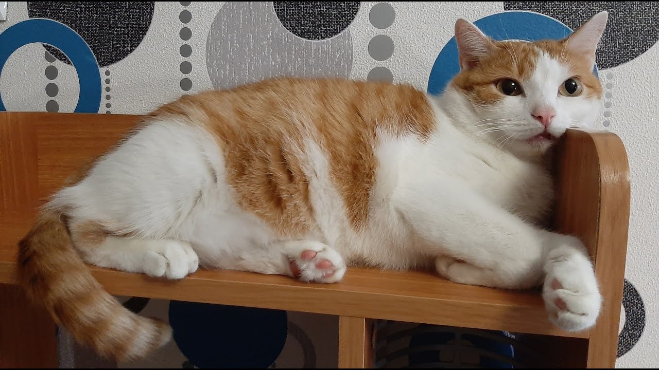 КАЗИНО НА 25КК? СТРИМ НА GTA 5 RADMIR | SAMP DIAMOND RP GOLD! ГТА 5 ...