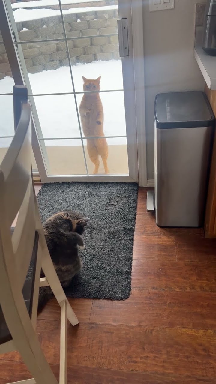 Let Me In! Let Me In! || ViralHog