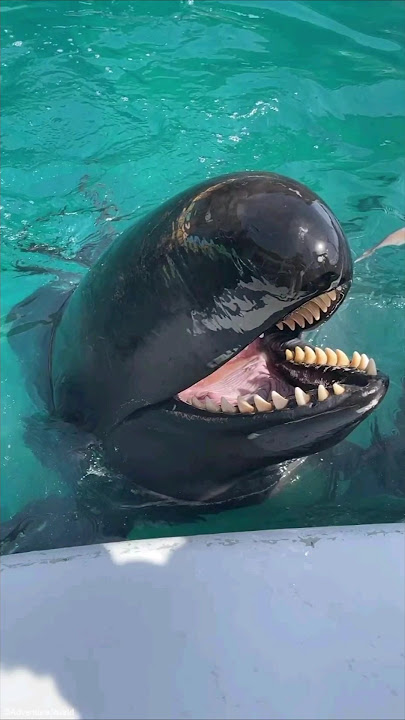 The One Crazy Species That Truly RIVALS Orcas! 🐬