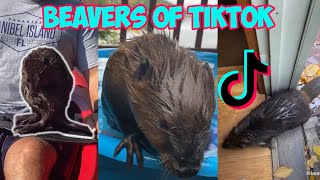 tiktoks that made me want to be a lady who rescues beavers on tiktok