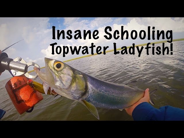 Insane Schooling Topwater Ladyfish! 