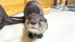 Otter in Single-Minded Love [Otter Life Day 893] by Aty 40,777 views 3 months ago 4 minutes, 44 seconds