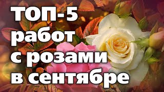 Важные операции в розарии в сентябре. От этого зависит зимовка