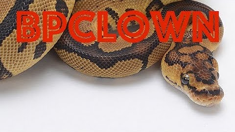 1.0 Clown & 0.1 Het Clown  #2 2017