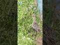 【野鳥図鑑】ザリガニキラー降臨! ホウロクシギ #birds #nature #wildlife