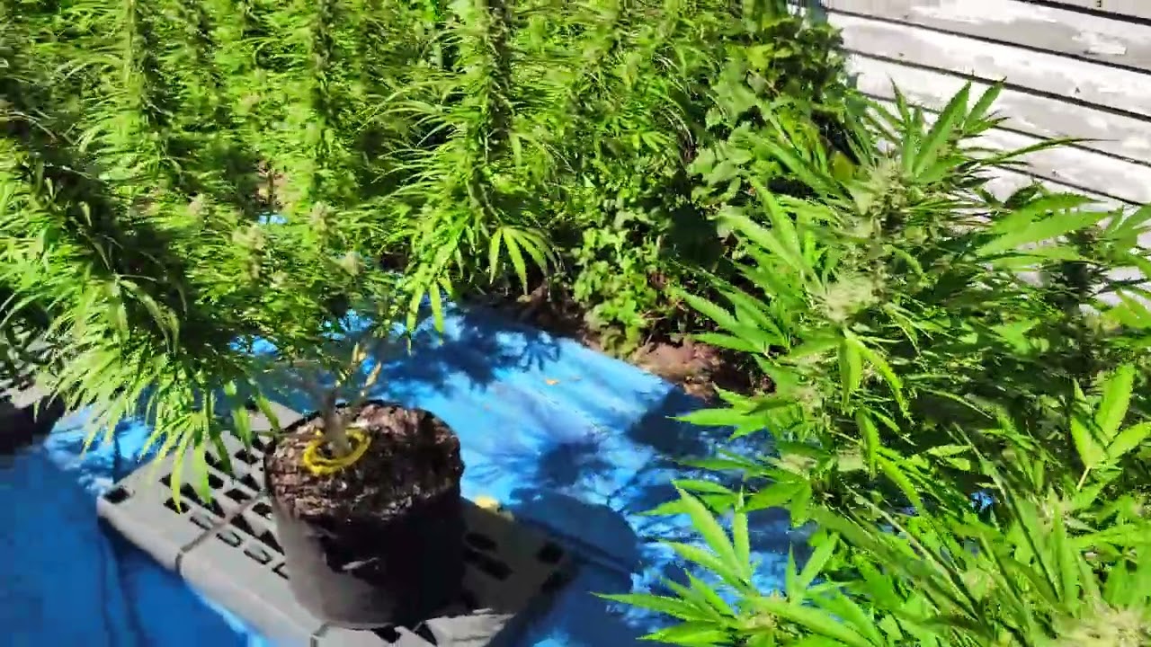 How big can your buds be in mid flower? 🤔 