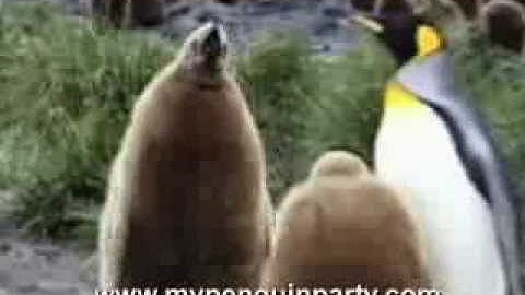 Funny PENGUIN BLOOPERS VIDEO Makes You Laugh Over and Over