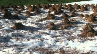 Did You Know? (Ep 002) Weird Facts - #2 - Mima Mounds - Hosted by Bill Mills