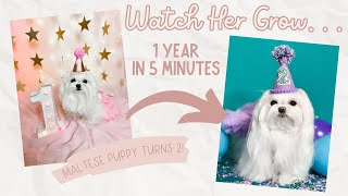 One Year of My Maltese Dog's Life -  1-2 years old by Daily Little Bits 94 views 2 months ago 5 minutes, 13 seconds