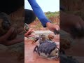 fishing crab GIANT MUDCRAB! Barehanded Catch GIANT King Crab in Norway  fishing snail fishing