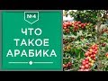 Арабика | Что такое кофе арабика и ее разновидности