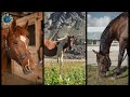 Powerful Horses – NEIGH WHINNY NICKER | 🐴🐎🌎🎼 #shorts