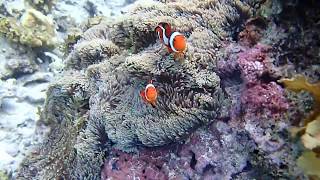 Clown Fish Nemo