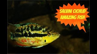 Salvini Cichlid Amazing Fish