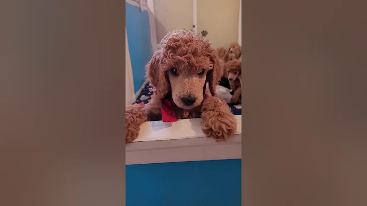Serious playtime for a litter of 7 week old poodle...