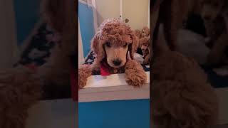Serious playtime for a litter of 7 week old poodle puppies by Debra Pohl 1,341 views 3 years ago 10 minutes, 4 seconds