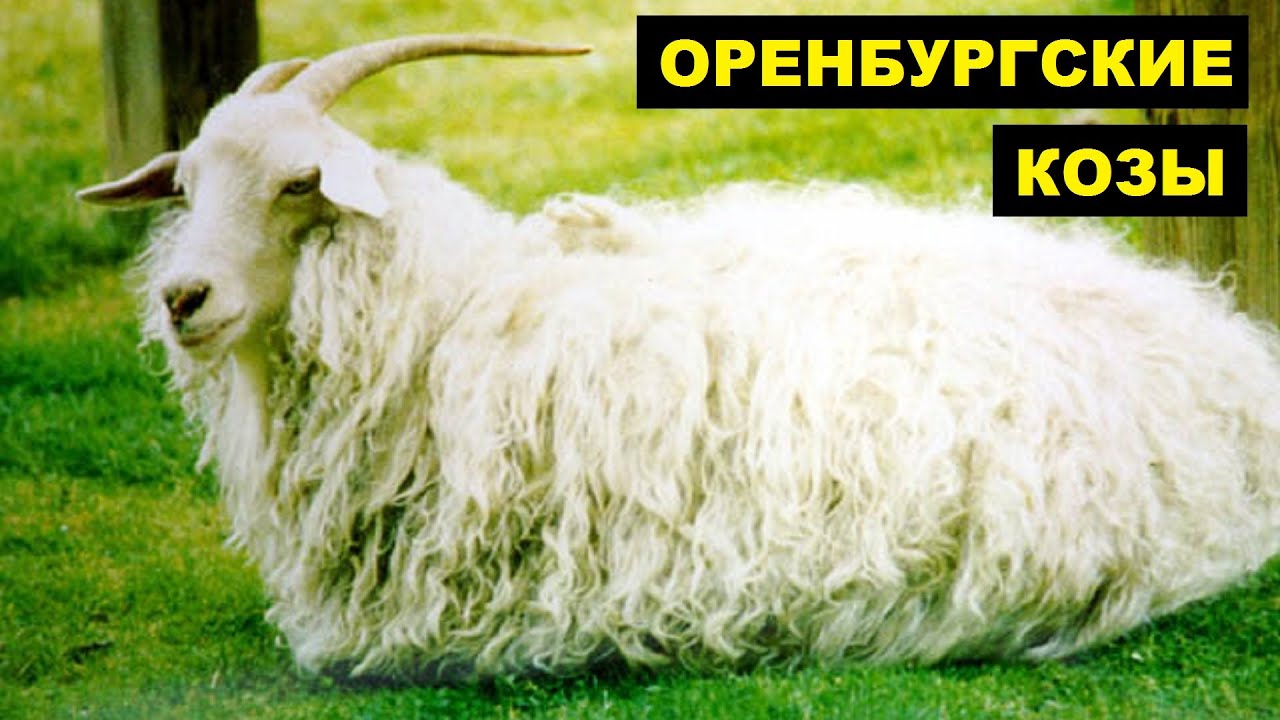 Оренбургская порода коз: характеристики, содержание, разведение и отзывы