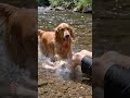 #dog #splash #water #girl #river #stream