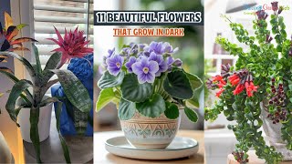 11 Beautiful Flowers That Grow in Dark #flowers