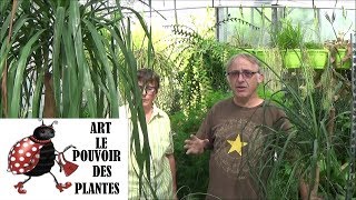 Conseils jardinage: beaucarnea: rempotage, l’entretien et l’arrosage: plante verte d'intérieur
