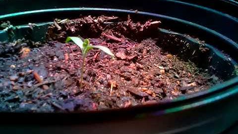 Raspberry Pi 3 Time Lapse of Eggplant Video 1 - Growing under DIY LED Horticulture Lights