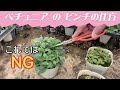ペチュニアのピンチの仕方【ガーデニング】【生産者】【やり方】【コツ】