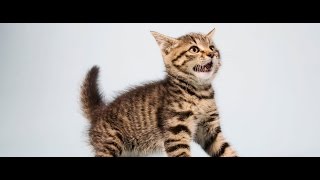 cat sound effects - efek suara kucing