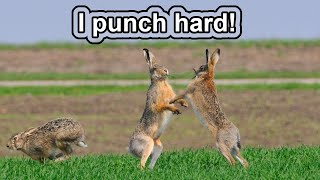 This jackass punched me! | 10 COOL JACKRABBIT FACTS