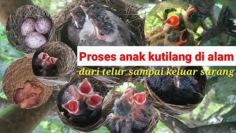 #03 Anak kutilang dari telur sampai keluar sarang