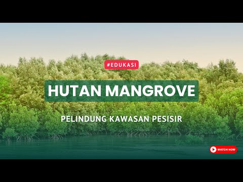 Berkenalan dengan Hutan Mangrove, Pelindung Kawasan Pesisir