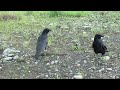 AA051 Oita River Fish Sausage AOI and MON (Wild Carrion Crow)