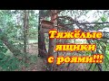 ПОЕХАЛ СНИМАТЬ ЛОВУШКИ С ПОЙМАННЫМИ РОЯМИ, РОИ ДОСТОЙНЫЕ.