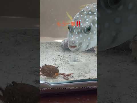 フグの種類12選|淡水・海水別の特徴と飼育のコツ