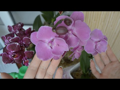 Video: Kwa Nini Majani Ya Orchid Yanageuka Manjano