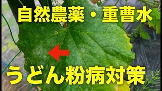 自然農薬 重曹水でうどんこ病対策 きゅうりなどの野菜の無農薬栽培 Youtube