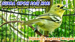 SUARA CIPOH / SIRTU DIPAGI HARI COCOK UNTUK MASTERAN DAN PANCINGAN