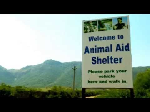 Indian Dog Rescue and Relief: Welcome to Animal Aid Unlimited
