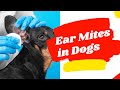 How to Get Rid of Ear Mites in Dogs 2021 ! Dog Health