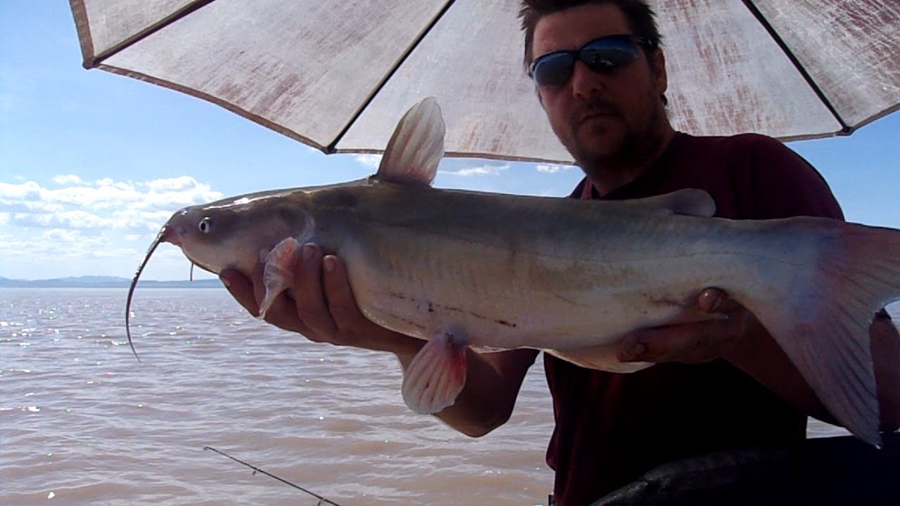 Utah lake spring catfishing 2019 YouTube