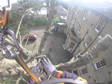 D A Tree Surgeon  Dover Deal Hythe Kent  pine tree portal house 2016 Dave Austen