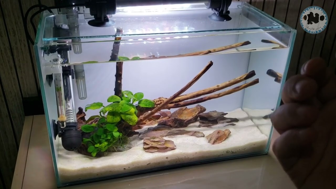 O que é Ciclagem? Cuidado com a Síndrome do aquário novo. #aquarismo #aquariofilia #aquarismobrasil