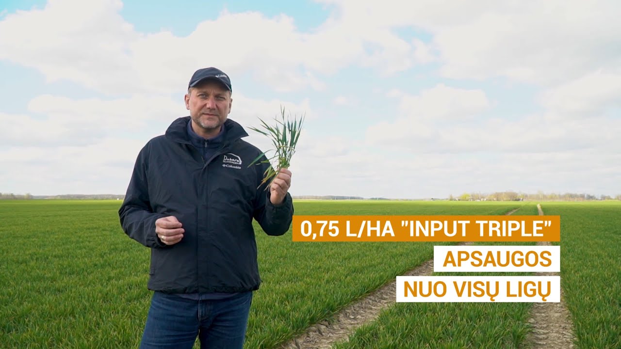 #07–2020. Žieminių kviečių priežiūra bamblėjimo pradžioje.