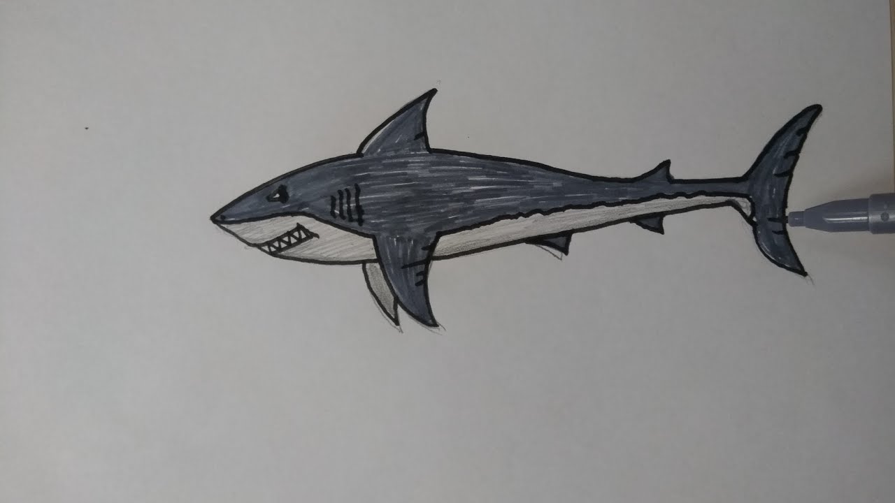 kopekbaligi cizimi how to draw a shark easy youtube
