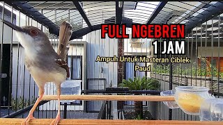 Masteran Ciblek Full Bren, Ciblek Semi GACOR FULL NGEBREN