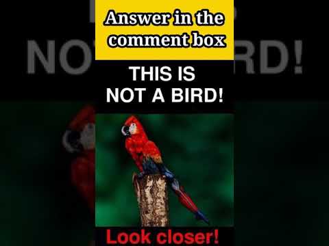 This is not a Bird look closer#daily #shorts #ytshorts #share - YouTube