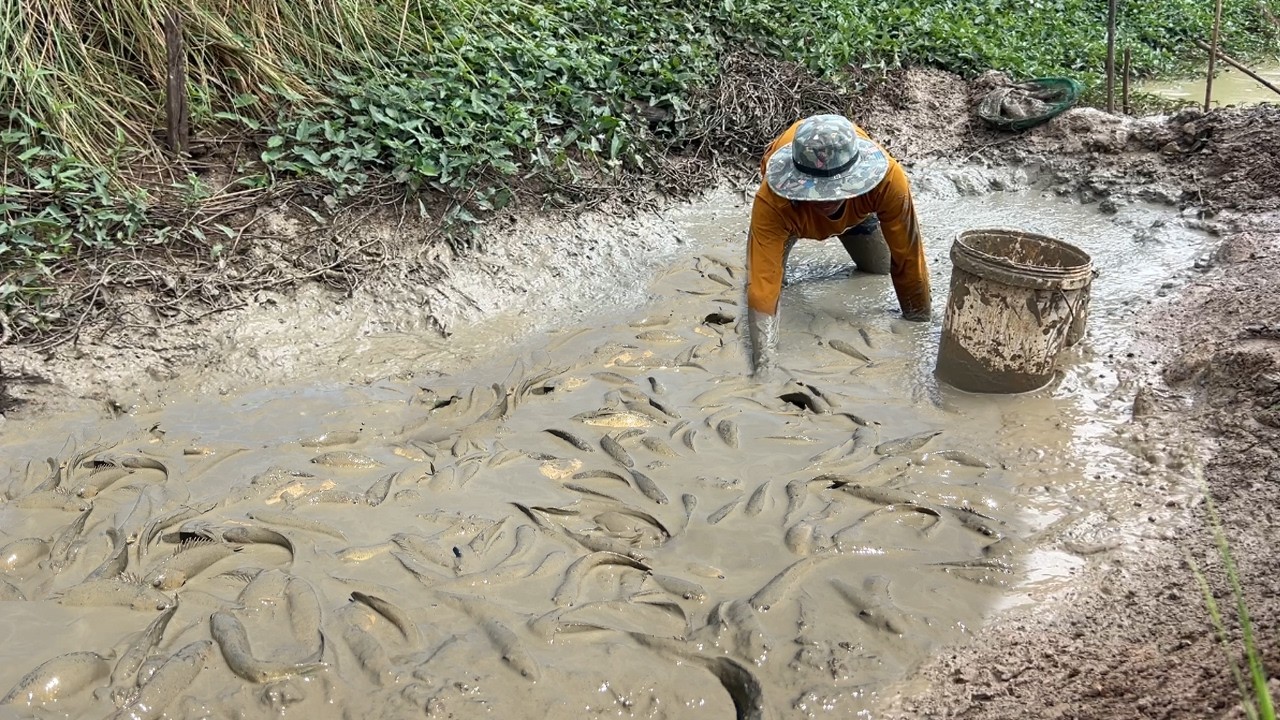 ត្រីច្រើននៅជាប់ផ្លូវ បាចត្រីតាមក្រឡុកស្រែតូចៗ ទុកធ្វើម្ហូប