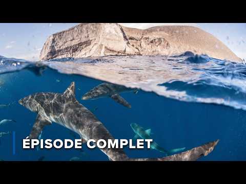 Requins, mantas et prédateurs de l’océan | Le grand bleu sauvage 101+102