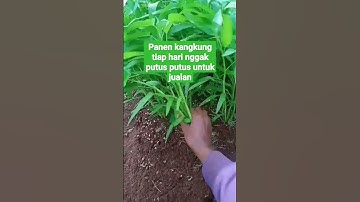 Thumbnail of Budi daya kangkung cabut menjanjikan#panenkangkung