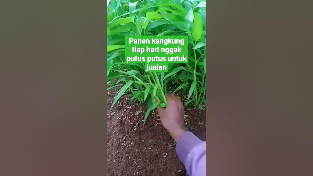 Budi daya kangkung cabut menjanjikan#panenkangkung
